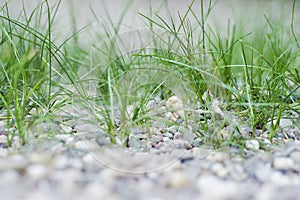 Sea weed at the banks of Rhine River.