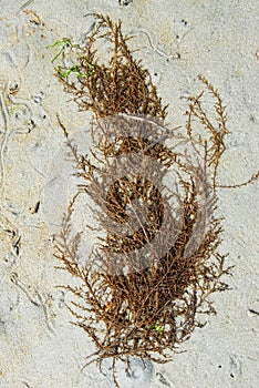 Sea weed on beach