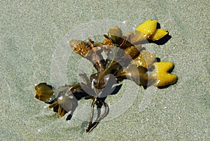 Sea weed on beach