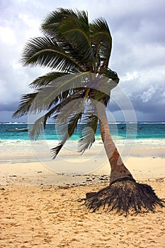 Sea weed and coastline in mexico