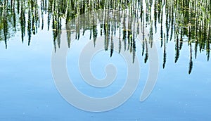 Sea weed common mare`s tail in a lake