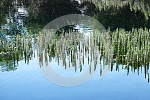 Sea weed common mare`s tail in a lake photo