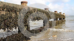 Sea weed gowing on beach groyne