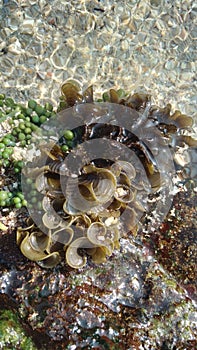 Sea weed inhabit the rocky shore eco systems