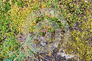 Sea weed Marine life, oceanic plants