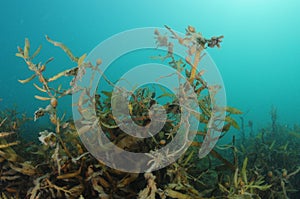 Sea weeds in murky harbor photo