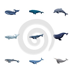 Sea whale icon set, cartoon style