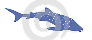 Sea whale shark with dots on back. Big ocean fish. Large underwater animal with spotty pattern. Colored flat vector