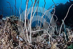 Sea Whips on Pacific Coral Reef photo