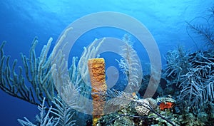 Sea Whips and Yellow Sponge photo