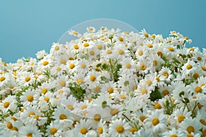 Sea of white chamomile flowers against a serene blue backdrop, a vision of natural calm and therapeutic beauty, as well