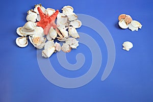 Sea white shells and a red star on a blue background, top view. Summer composition. Free space for text