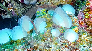 Sea white sponge underwater, Maldives.