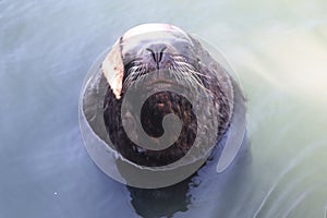 Sea wolves adapted to life in the port because of the easy food