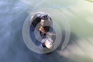 Sea wolves adapted to life in the port because of the easy food