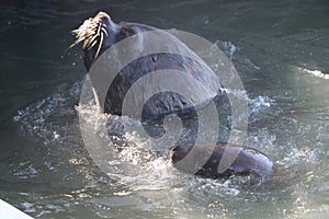 Sea wolves adapted to life in the port because of the easy food