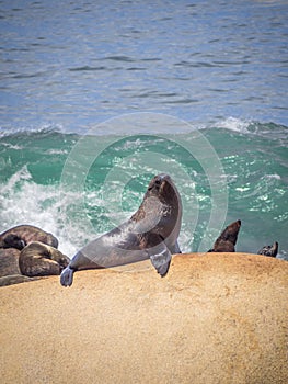 Sea wolves on the rocks in Cabo Polonio, coast of Uruguay