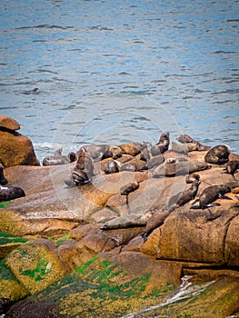 Sea wolves on the rocks in Cabo Polonio, coast of Uruguay