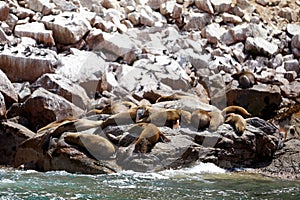 Sea wolves seals sleeping and heating up
