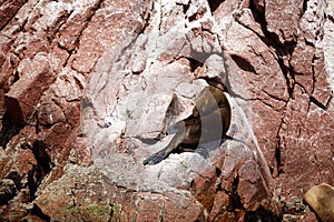 Sea wolves seals sleeping and heating up