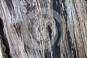 Sea wood texture macro photo. Grey timber with weathered cracks. Natural background for vintage design.