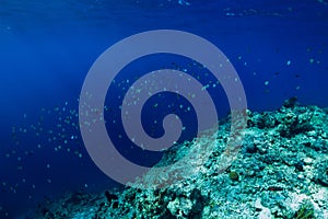 Sea world in underwater with school of tropical fish in ocean at coral reef