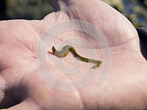 Sea worm on the human palm