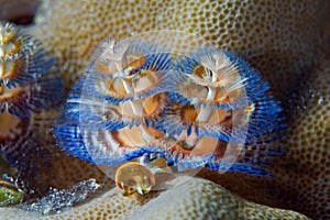 A sea worm Spirobranchus giganteus is like an underwater flower when it spreads its tentacles