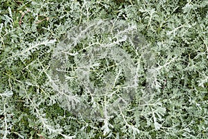 Sea wormwood Artemisia maritima,North Sea,Germany photo