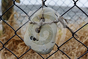 A sea worn stone with two holes in it is artfully tied to a fence