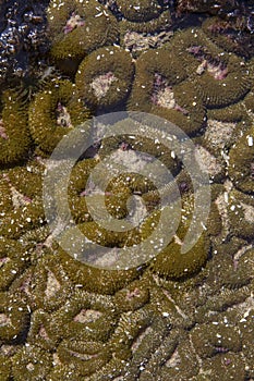 Sea â€‹â€‹anemone in tide pool