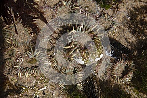 Sea â€‹â€‹anemone in tide pool