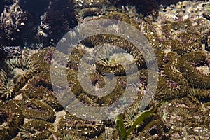 Sea â€‹â€‹anemone in tide pool