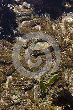 Sea â€‹â€‹anemone in tide pool