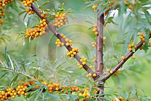 Sea-â€‹â€‹buckthorn berries