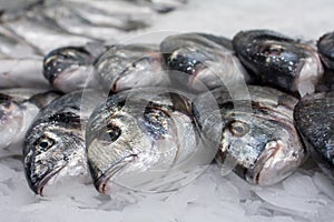 Sea â€‹â€‹fish on ice