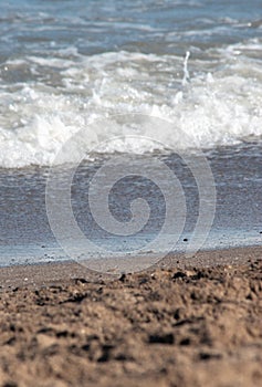 Sea â€‹â€‹foam on the beach shore