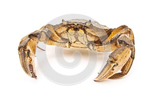 Sea â€‹â€‹herbal arthropod crab on a white background