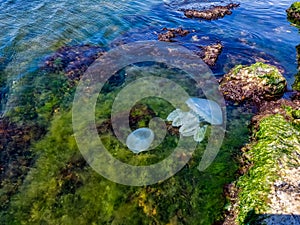 Sea â€‹â€‹jellyfish swims near the shore