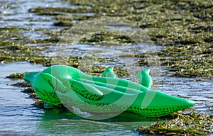 Sea â€‹â€‹mat on the shore among the upturned algae carried by the current in the shape of a crocodile.