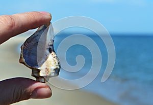 Sea â€‹â€‹shell on the beach