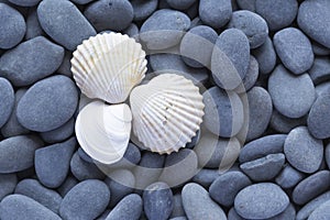 Sea â€‹â€‹shells