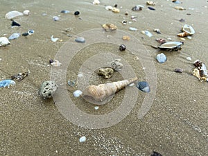 sea â€‹â€‹shells turritella communis on the sand on the beach in various shapes
