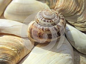 Sea â€‹â€‹shells with a very beautiful pattern.