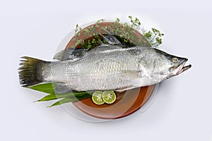 Seabass or barramundi fish on clay plate with cooking elements white background. Koral fish, Family Latidae, Scientific name Lates