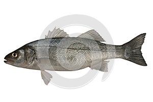 Seabass, Dicentrarchus labrax. photo