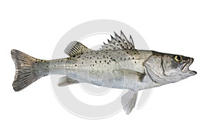 Seabass fish. Fresh alive sea bass isolated on white background