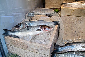 Seabass fish on ice at a fish market in Barcelona, Spain