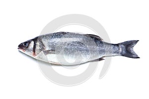 Seabass fish isolated