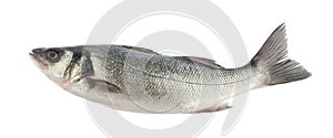 Seabass fish isolated without shadow